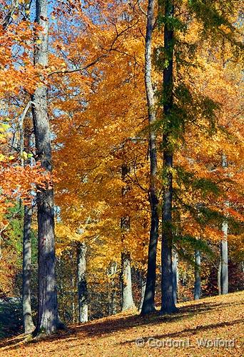 Autumn Trees_24684.jpg - Photographed along the Natchez Trace Parkway in Tennessee, USA.